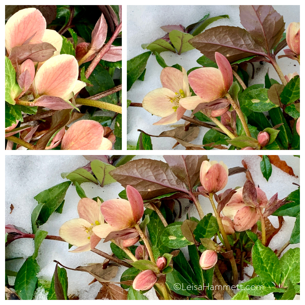 Lessons of the Lenten Roses: Grace in the Time of Corona