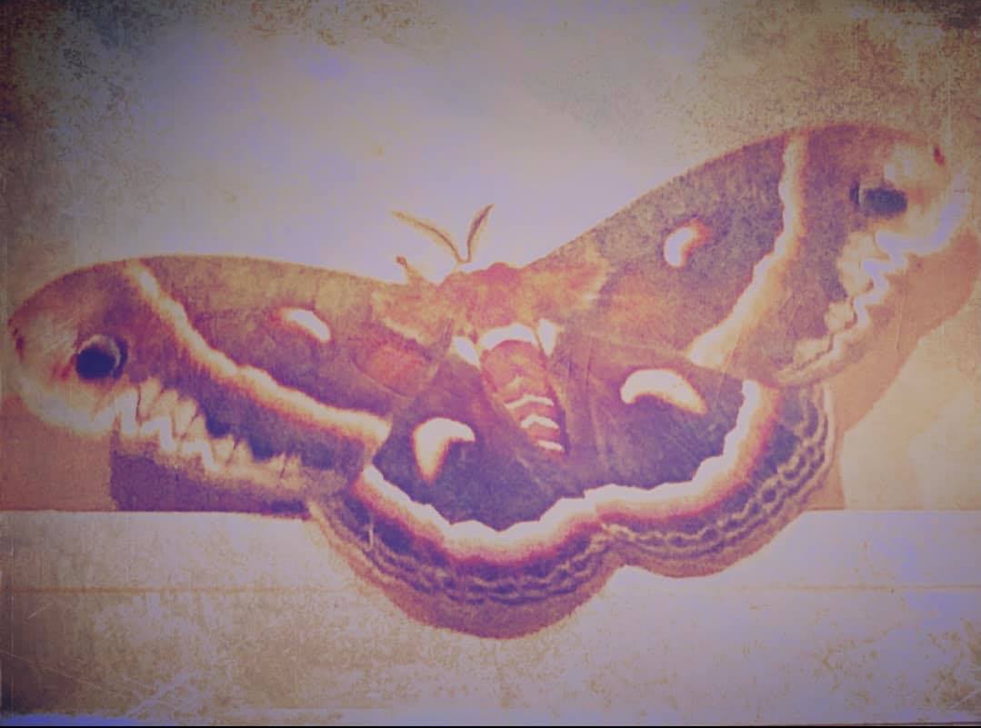 Message of the Mammoth Moth: Grace in the Time of Corona